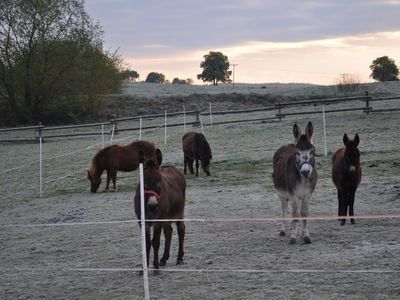 Esel und Pony Koppel 2