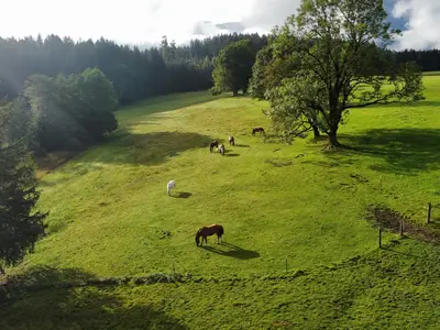 Pferde auf der Weide