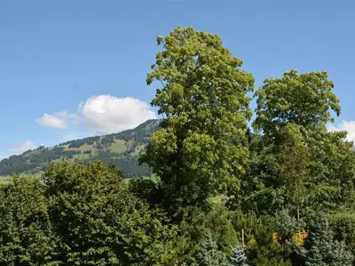 Aussicht (3)
