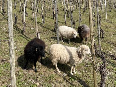 Schafe im Weinberg