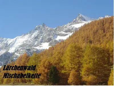 10.1 Lärchenwald