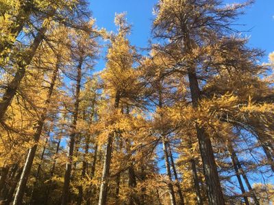 Schöner Herbstwald neben dem Haus