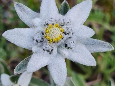 Edelweiss