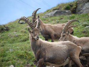 23505302-Ferienwohnung-5-Saas Grund-300x225-5