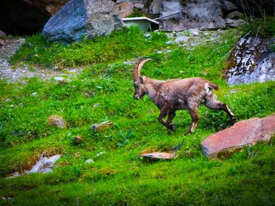 capricorn near Monte Rosa - Monte Rosa