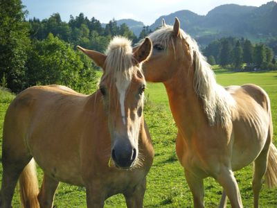 Haflinger Pferde