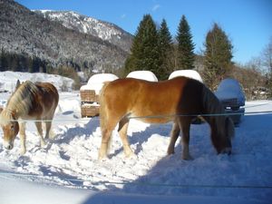 19249357-Ferienwohnung-2-Sachrang (bei Aschau)-300x225-5