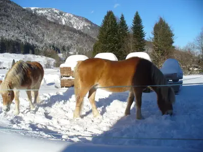 Pferde im Schnee