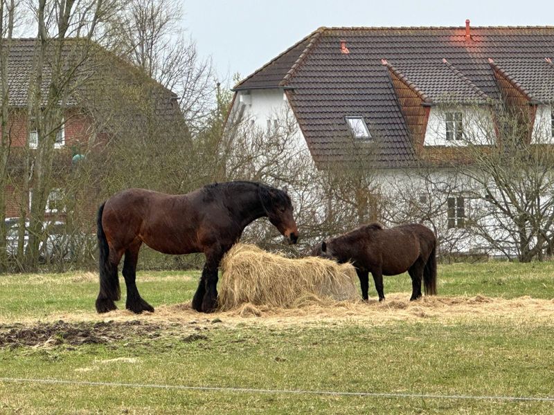 23981022-Ferienwohnung-4-Sagard-800x600-0