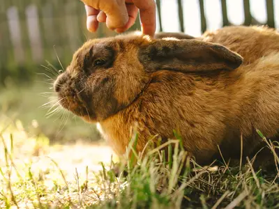 Hase