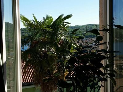 Ausblick aus dem Fenster. Unsere große Palme im Garten