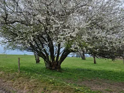 Ferienwohnung für 4 Personen (52 m²) in Samerberg 8/8