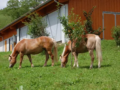 Ferienwohnung für 5 Personen (87 m²) in Samerberg 9/10
