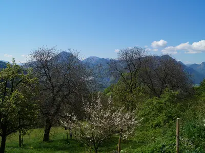 Baumblüte im Frühling