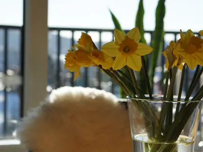 Ferienwohnung für 5 Personen (90 m²) in Sankt Andreasberg 9/10