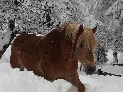 Sindy - unser Haflinger