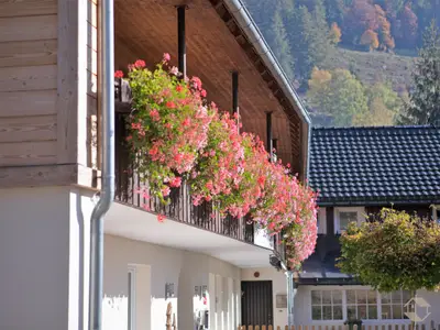 Ferienwohnung für 4 Personen (42 m²) in Sankt Blasien 5/10