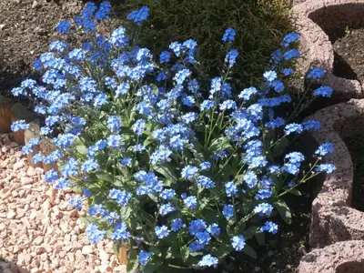 schöne Blumen