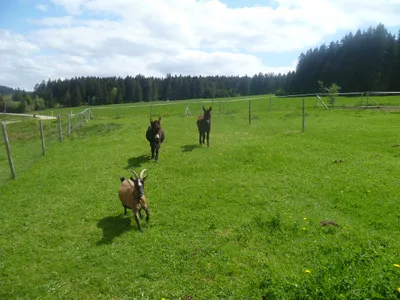 Esel und Ziegen auf Trab