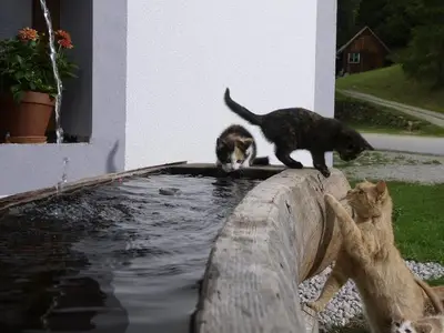 Ferienwohnung für 2 Personen (42 m²) in Sankt Nikolai im Sölktal 3/10