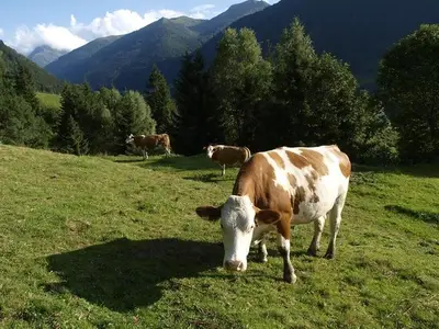 Ferienwohnung für 2 Personen (42 m²) in Sankt Nikolai im Sölktal 4/10