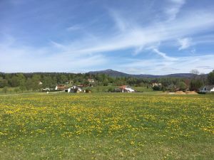 22951715-Ferienwohnung-4-Sankt Oswald-Riedlhütte-300x225-3