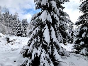 23298602-Ferienwohnung-4-Sankt Oswald-Riedlhütte-300x225-1