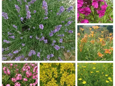 Im Garten