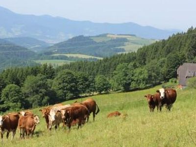 Unsere Kühe in der Nähe des Bauernhofes