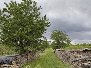 23585922-Ferienwohnung-2-Sasbach am Kaiserstuhl-300x225-5