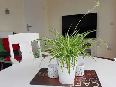 Ferienwohnung für 4 Personen (64 m²) in Sassnitz 5/7