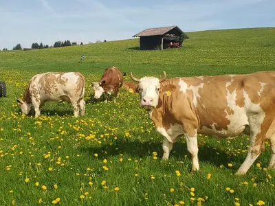 Ferienwohnung für 4 Personen (60 m²) in Saulgrub 4/10