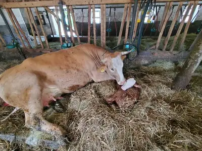 Ferienwohnung für 4 Personen (60 m²) in Saulgrub 5/10