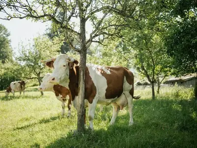 Ferienwohnung für 4 Personen (60 m²) in Saulgrub 6/10