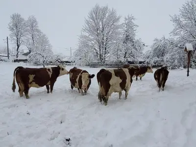 Ferienwohnung für 4 Personen (60 m²) in Saulgrub 8/10