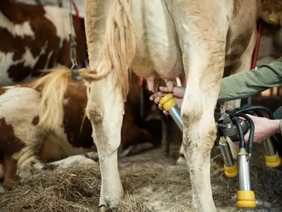 Ferienwohnung für 4 Personen (60 m²) in Saulgrub 9/10