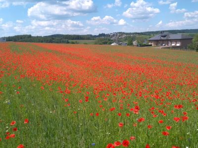 Mohn_IMG-20210611-WA0011