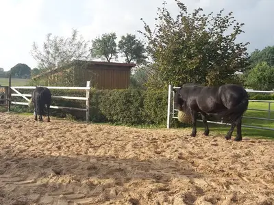 Ferienwohnung für 3 Personen (40 m²) in Scharbeutz 9/10
