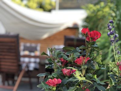 Rosenblüte am Freisitz