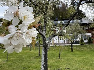 23875367-Ferienwohnung-6-Scheffau am Wilden Kaiser-300x225-4