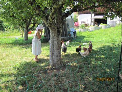 Hofleben - unsere freilaufenden Hühner