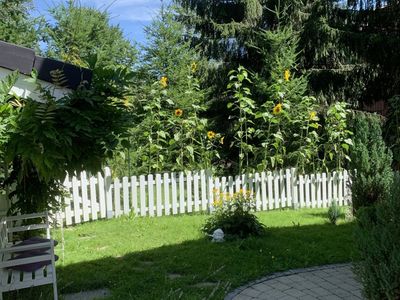 Sonnenblumen im Garten