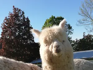 Ferienwohnung für 5 Personen in Schillingsfürst