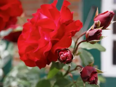 Ferienwohnung für 4 Personen (70 m²) in Schillsdorf 2/10