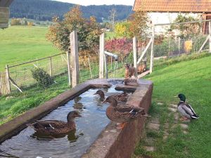 19362106-Ferienwohnung-2-Schiltach-300x225-3