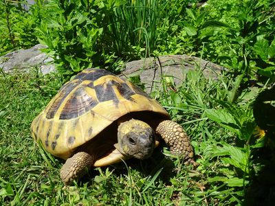 Kraxi unser Gartenbewohner