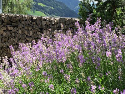 Lavendel zur Sommerzeit