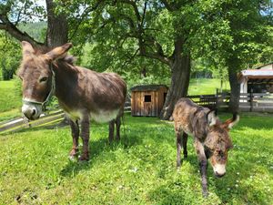 22302399-Ferienwohnung-4-Schladming-300x225-5