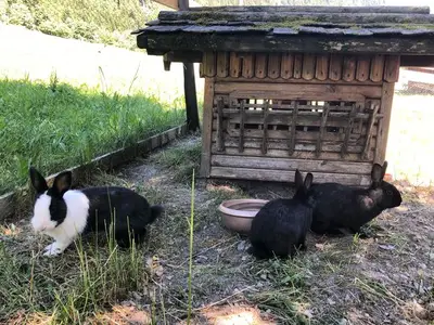 Ferienwohnung für 3 Personen (42 m²) in Schladming 6/10