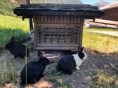 Ferienwohnung für 3 Personen (42 m²) in Schladming 7/10